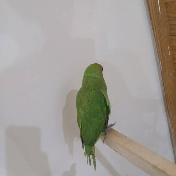 ringneck parrot fully tamed with big cage 15