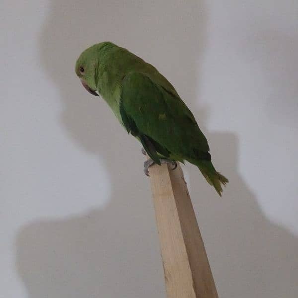 ringneck parrot fully tamed with big cage 16