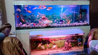 Beautiful Fish Aquarium for Urgent Sale due to Space Issue