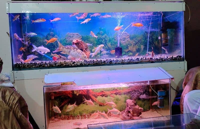 Beautiful Fish Aquarium for Urgent Sale due to Space Issue 1