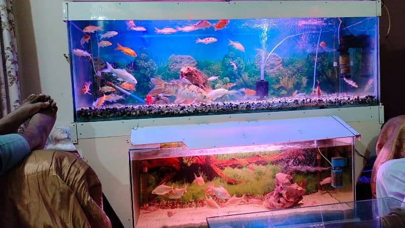 Beautiful Fish Aquarium for Urgent Sale due to Space Issue 2