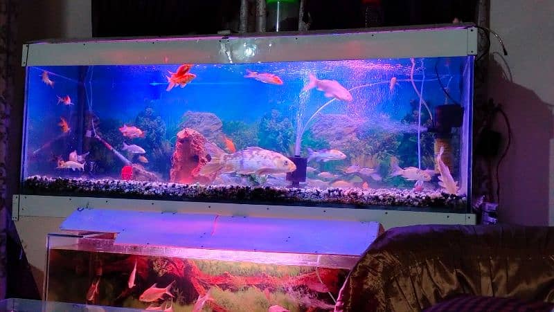 Beautiful Fish Aquarium for Urgent Sale due to Space Issue 3