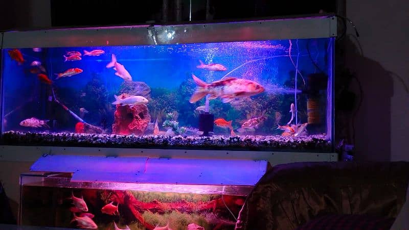 Beautiful Fish Aquarium for Urgent Sale due to Space Issue 4