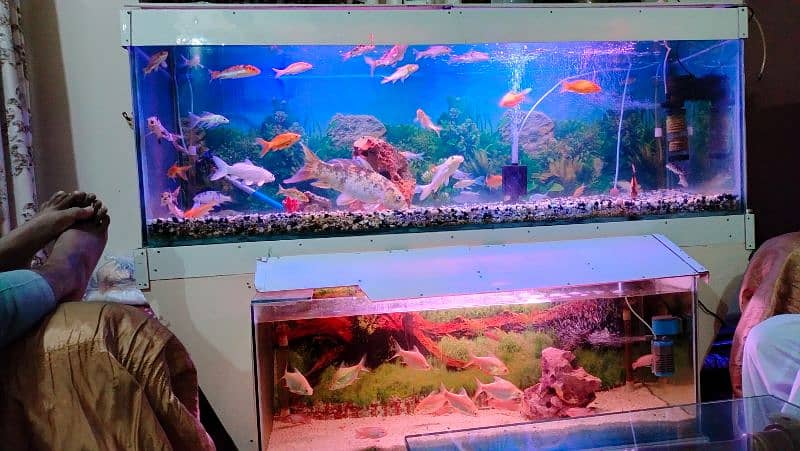 Beautiful Fish Aquarium for Urgent Sale due to Space Issue 5