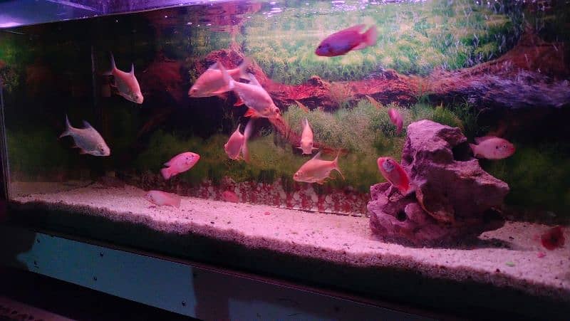 Beautiful Fish Aquarium for Urgent Sale due to Space Issue 6