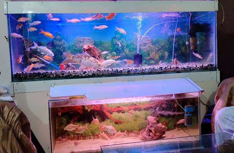 Beautiful Fish Aquarium for Urgent Sale due to Space Issue 7