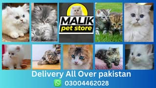 Persian Kittens | Persian Cat | Punch Face Persian | Triple Coated