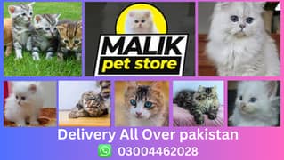 Persian Kittens | Persian Cat | Punch Face Persian | Triple Coated