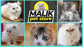 Persian Kittens | Persian Cat | Punch Face Persian | Triple Coated