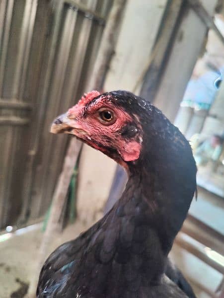 Pure thai breeder madi outclass egg 100% guarantee 0