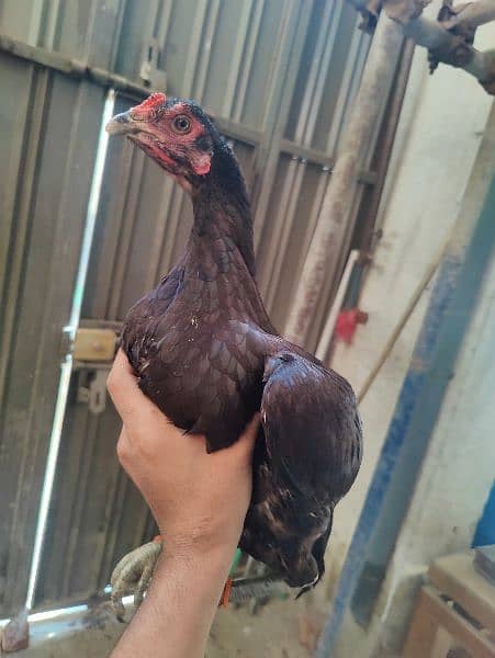 Pure thai breeder madi outclass egg 100% guarantee 3