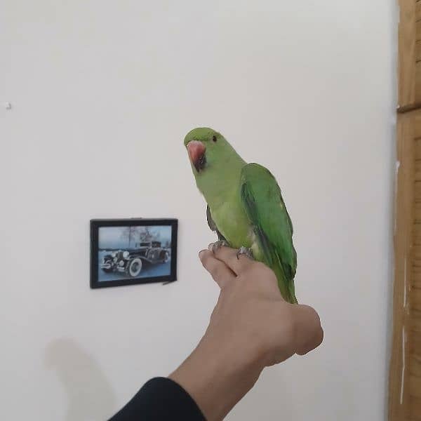 ringneck parrot fully tamed with big cage 0