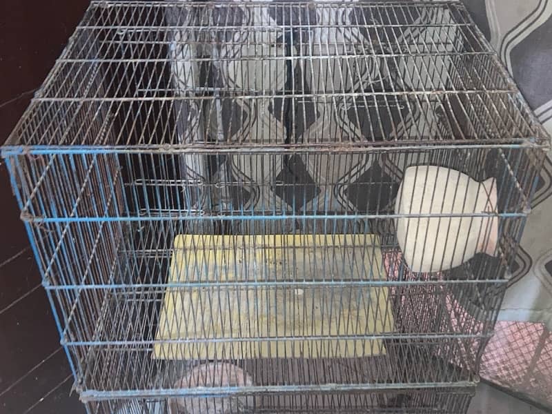 Wide Double Cage for birds 1