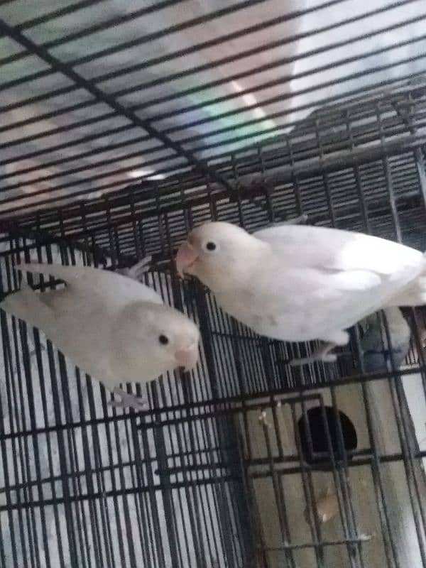 Albino black eyes ready pair 0