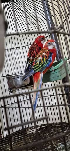 red rosella pair