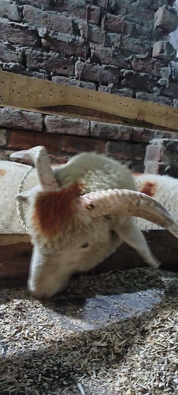 Sheep pair available for sale 3