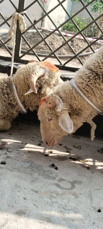 Sheep pair available for sale 4