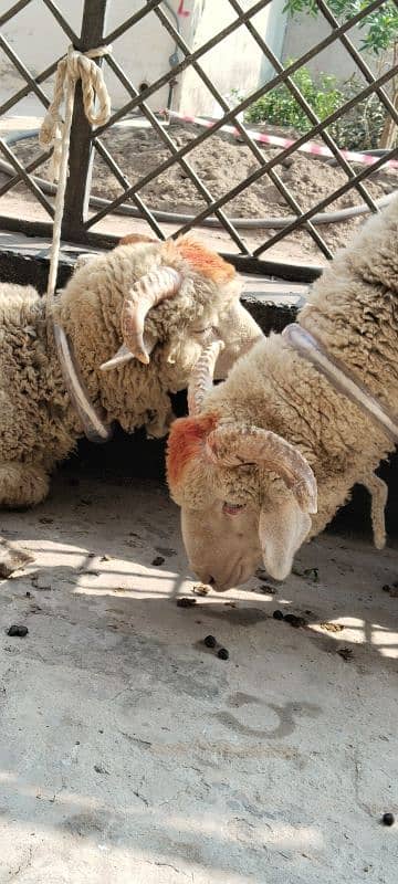 Sheep pair available for sale 5