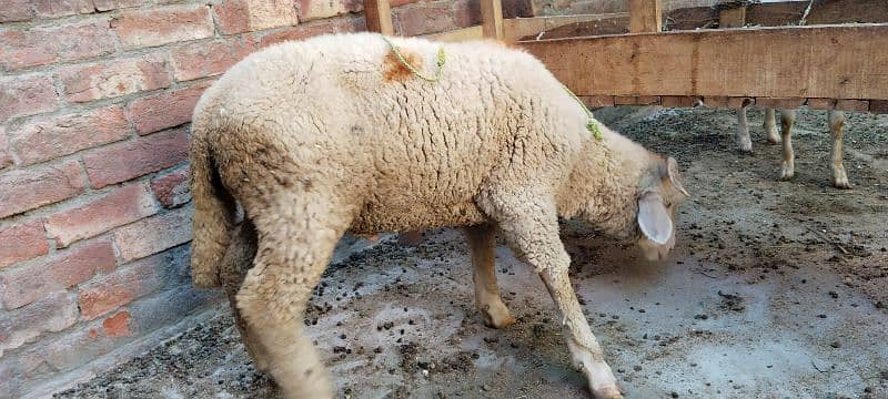 Sheep pair available for sale 8