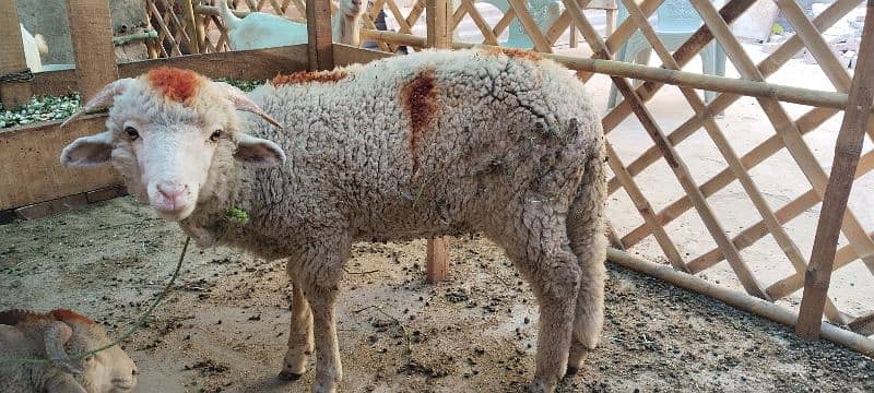 Sheep pair available for sale 10