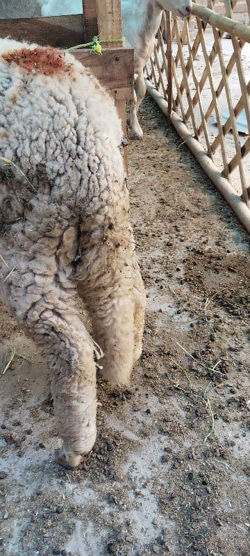 Sheep pair available for sale 11