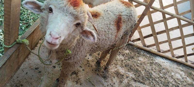 Sheep pair available for sale 14