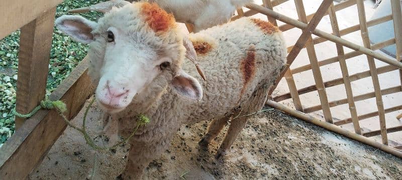 Sheep pair available for sale 15