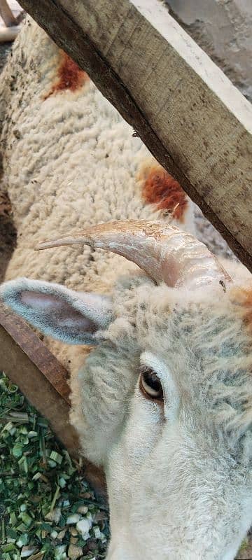 Sheep pair available for sale 17