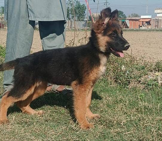 German Shepherd dog /gsd / long coat female available 0