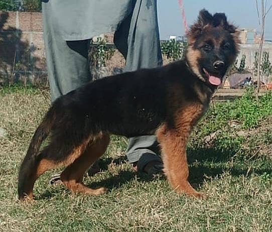 German Shepherd dog /gsd / long coat female available 1