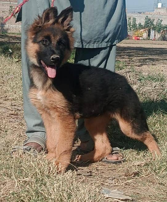 German Shepherd dog /gsd / long coat female available 2