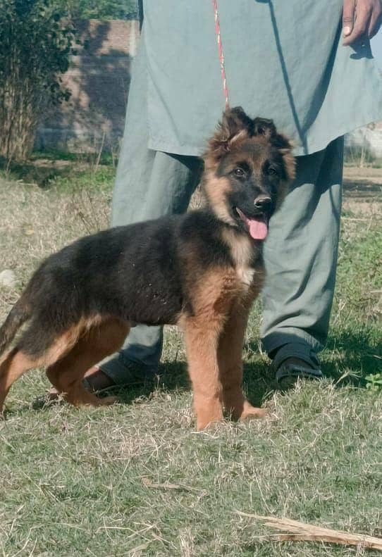 German Shepherd dog /gsd / long coat female available 3