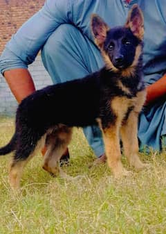 German Shepherd dog /gsd / long coat female available