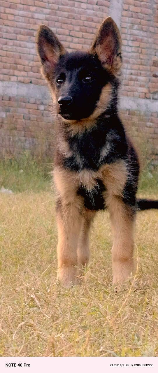 German Shepherd dog /gsd / long coat female available 1