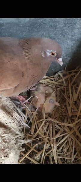 chogi red pair with two chicks 1300 and sherazi 0