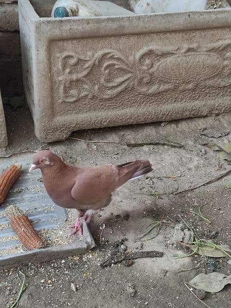 chogi red pair with two chicks 1300 and sherazi 3