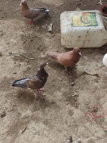 chogi red pair with two chicks 1300 and sherazi 4