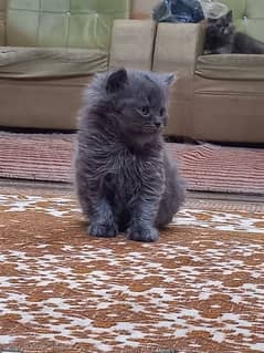 beautifull smoke color kitten