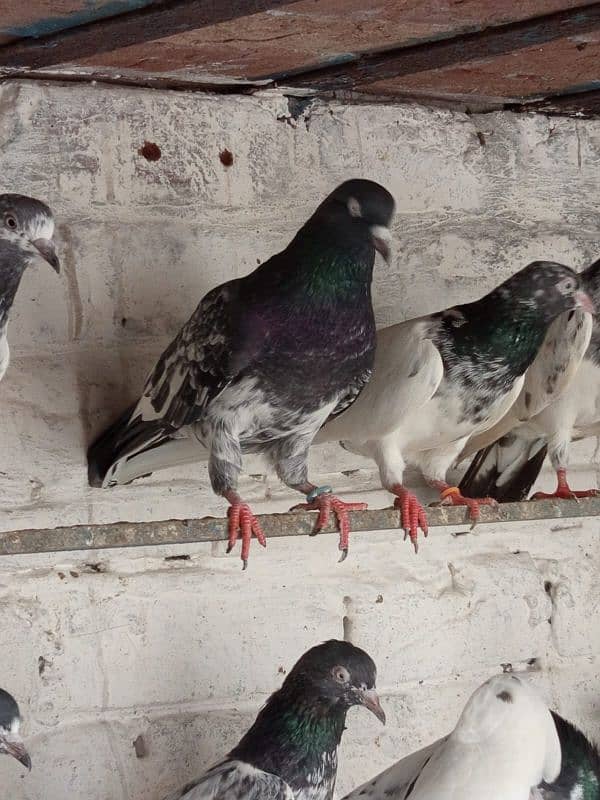 Teddy pigeons 12