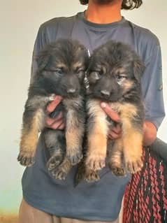 German shepherd long coat puppy