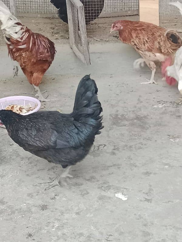 desi hens sale 0