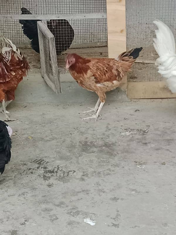 desi hens sale 1