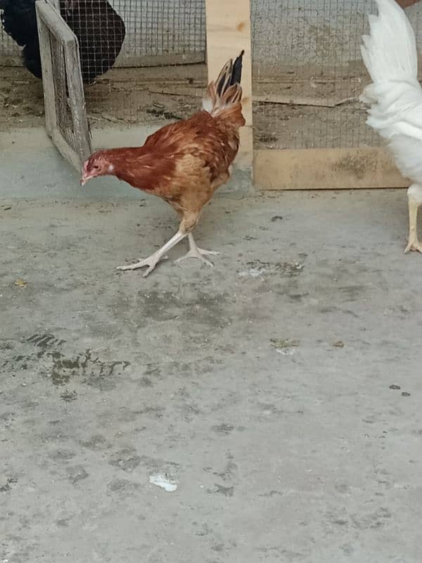 desi hens sale 2