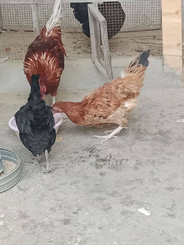 desi hens sale 3