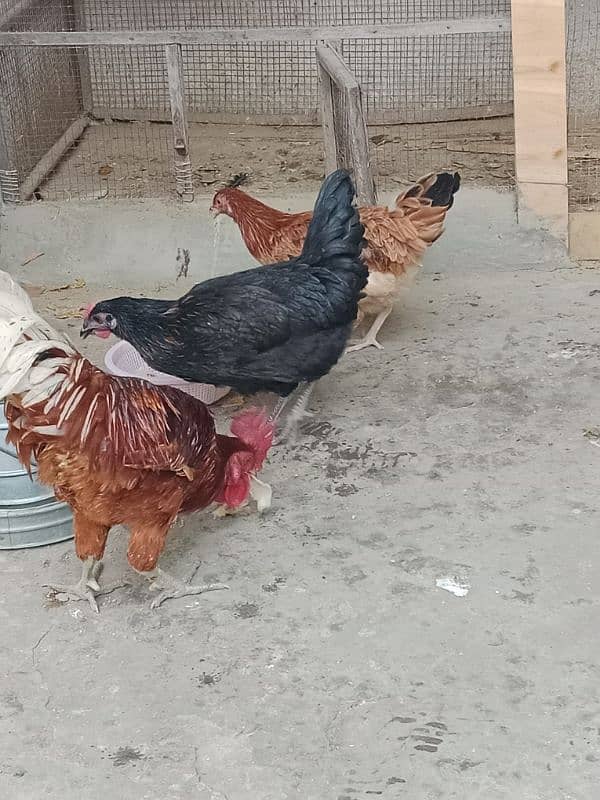 desi hens sale 4