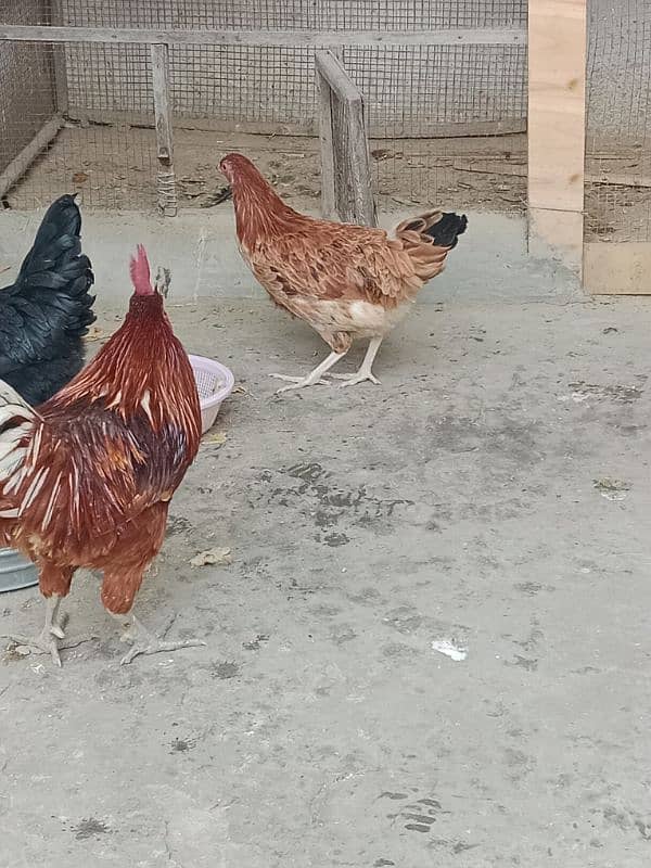 desi hens sale 6