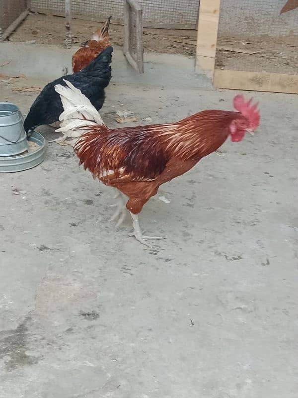 desi hens sale 8