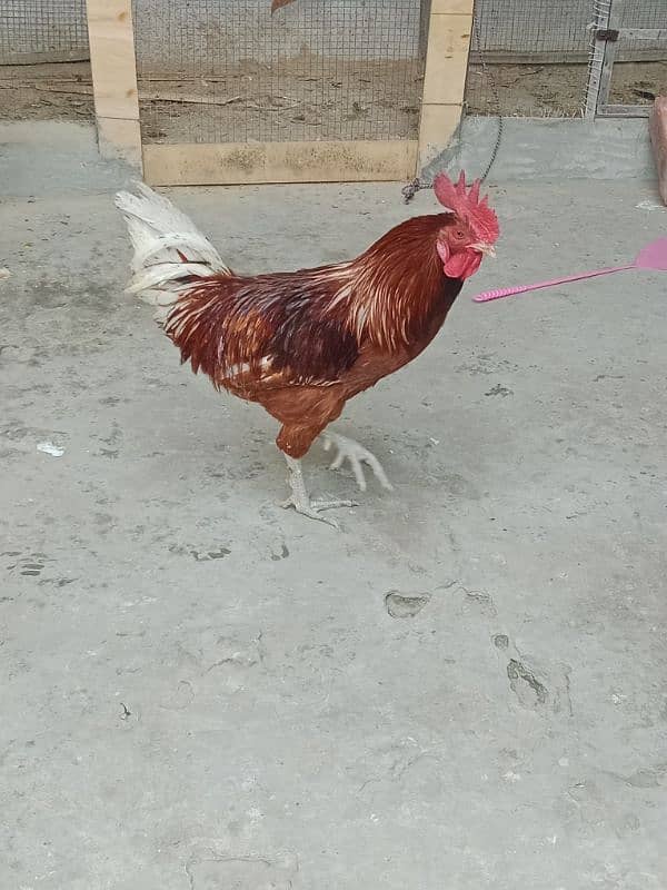 desi hens sale 9