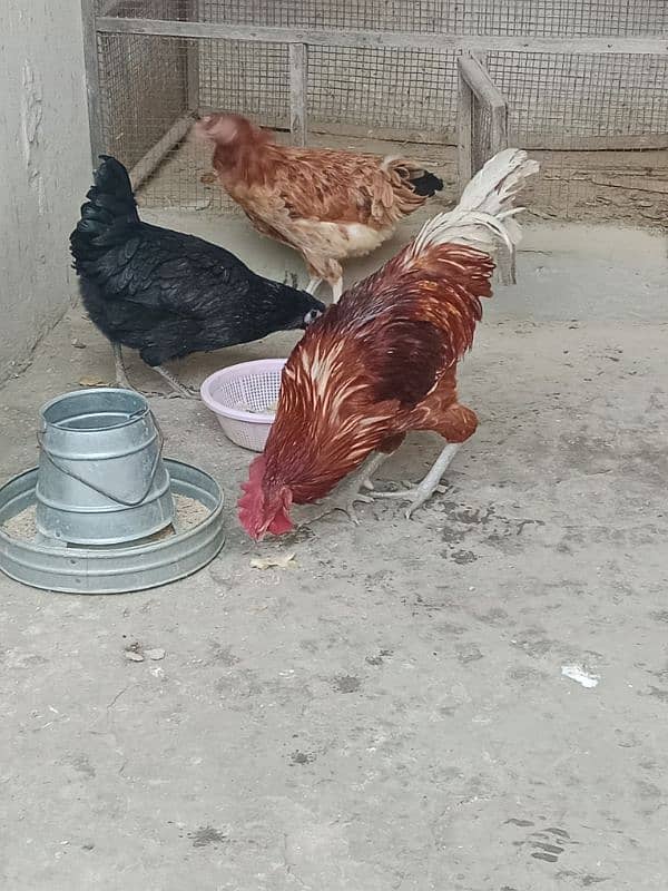 desi hens sale 10