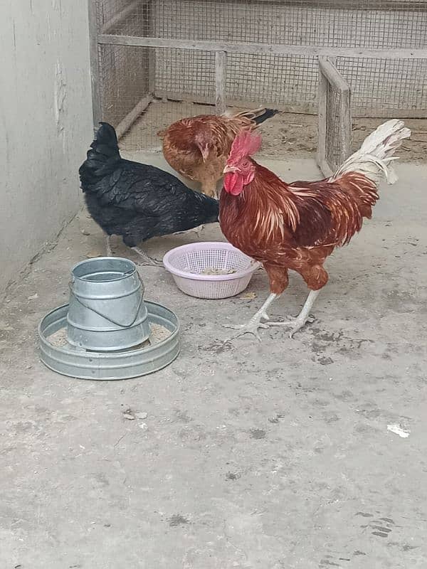 desi hens sale 11